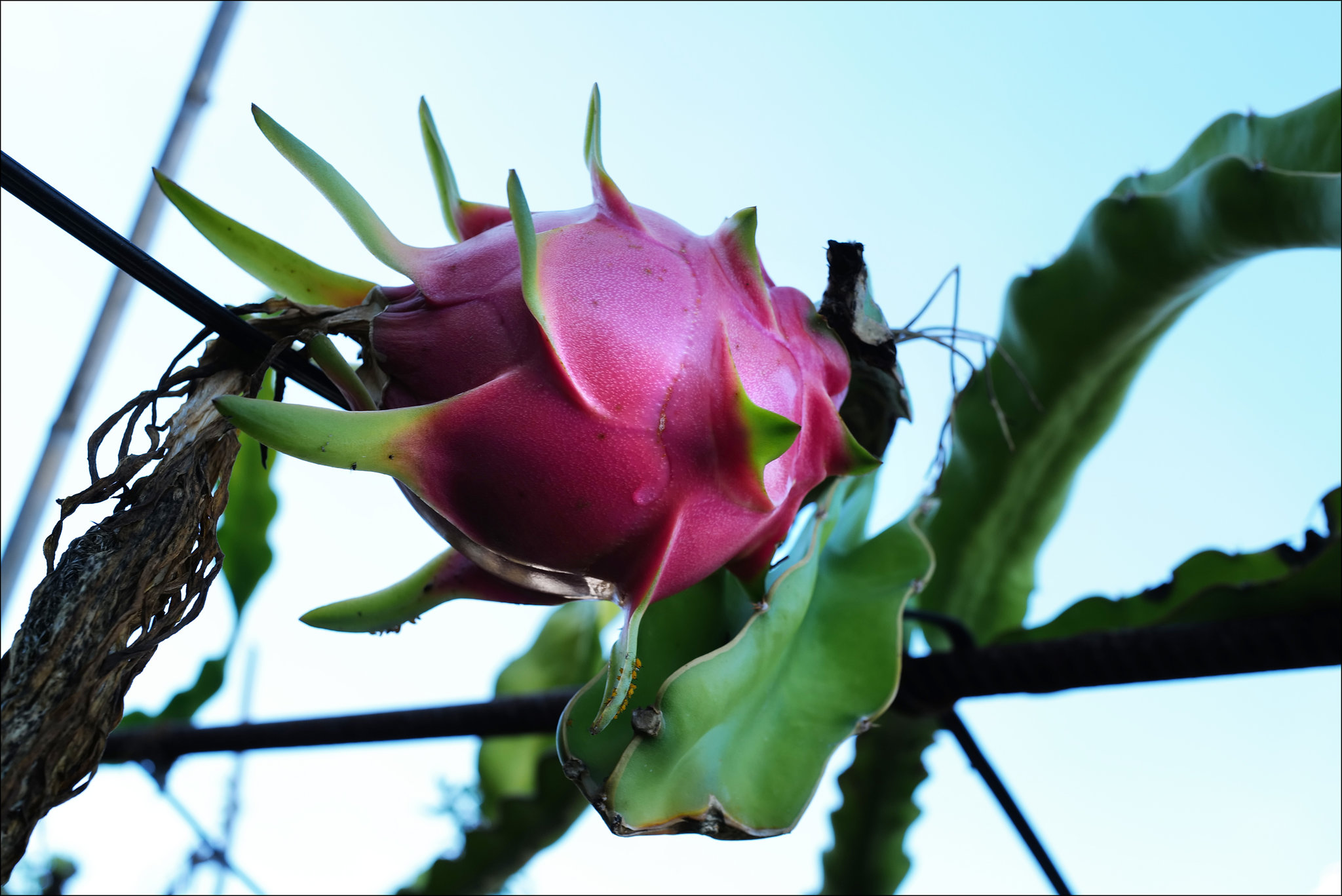 Hylocereus monacanthus, Pitaya, Penedos