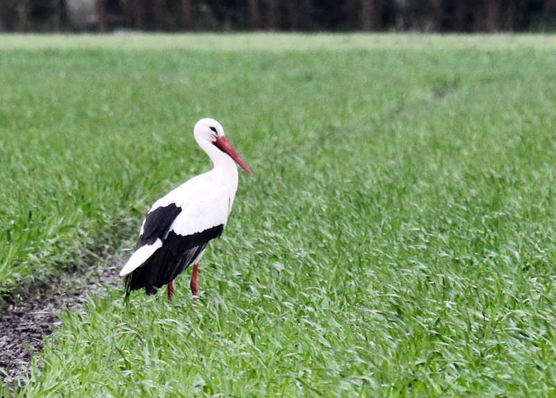 Zwei Störche auf der Wiese vor dem Haus