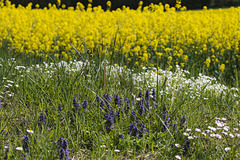 Frühling in allen Farben