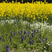Frühling in allen Farben