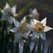 295/366: Peach Cup Daffodils with Creamy Star Petals