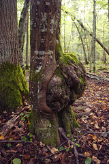 Białowieża Forest