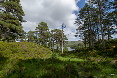 Glen Affric