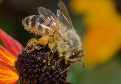 BeeIMG 6536