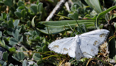 Scopula ornata