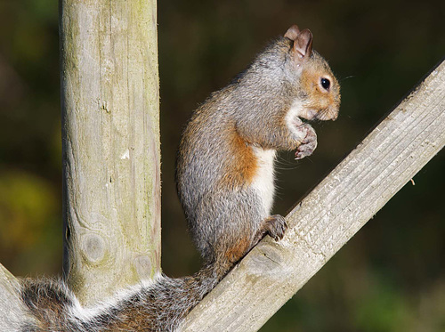 Squirrel
