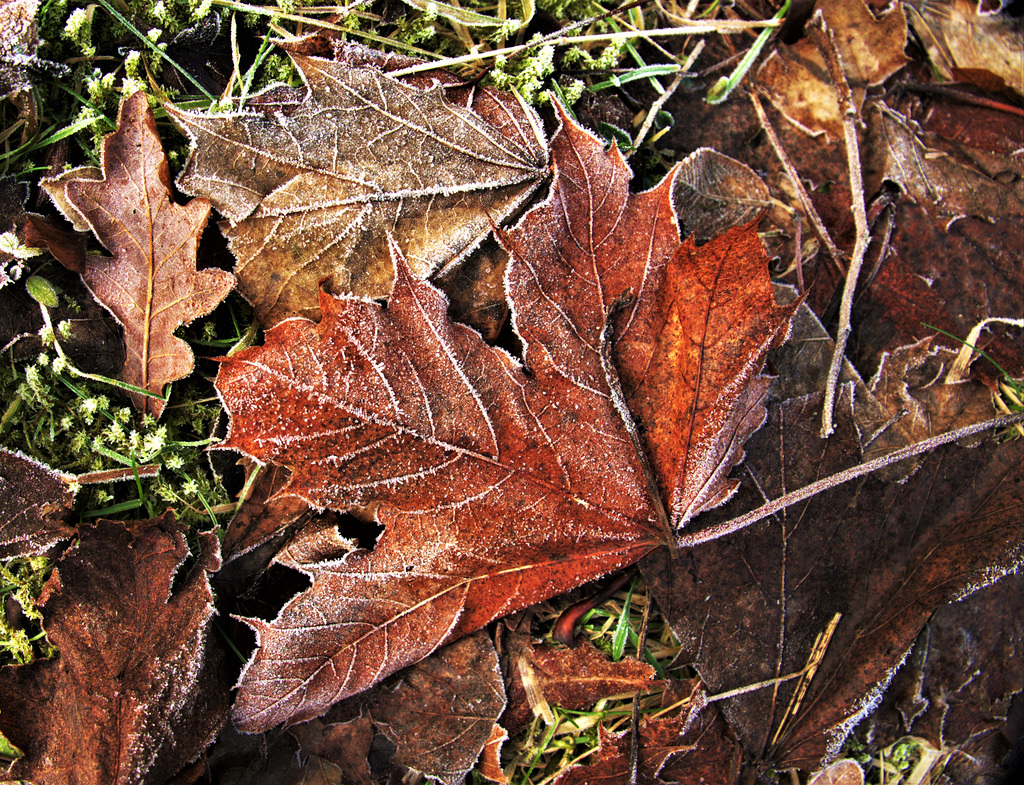 Frosty Leaves