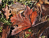 Frosty Leaves
