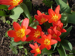 Spring colour