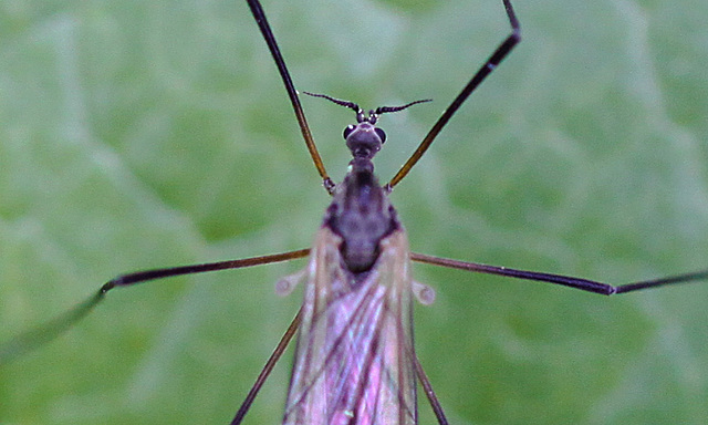 20100514 3350Mw [D~LIP] Fliege 9, Bad Salzuflen