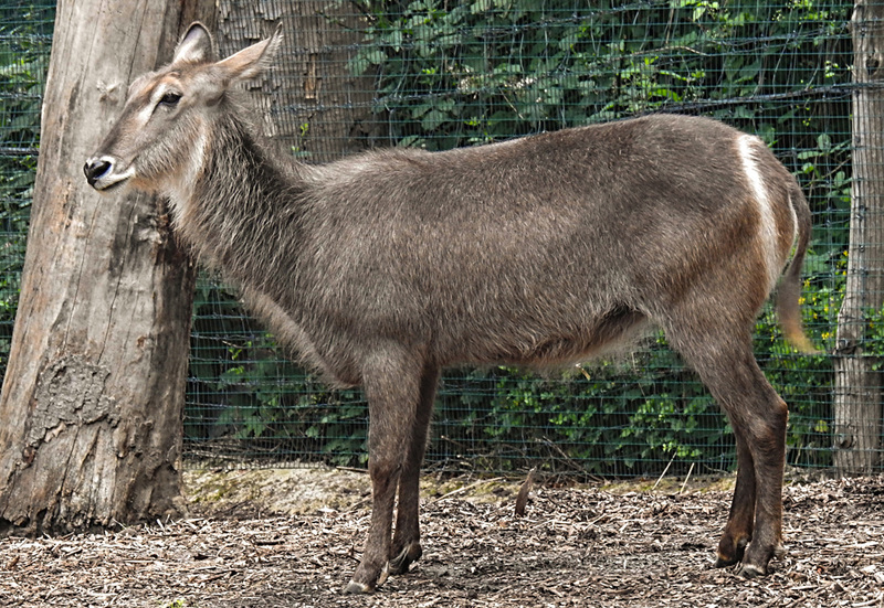 20210709 1442CPw [D~OS] Ellipsenwasserbock, Zoo Osnabrück