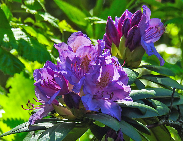 20210524 0244CPw [D~LIP] Rhododendron, UWZ,  Bad Salzuflen