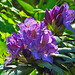 20210524 0244CPw [D~LIP] Rhododendron, UWZ,  Bad Salzuflen