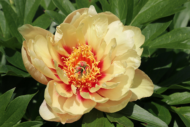 Peony