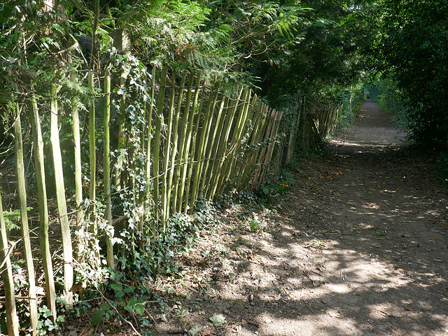 HFF from CSP & the path by the Scout Camp