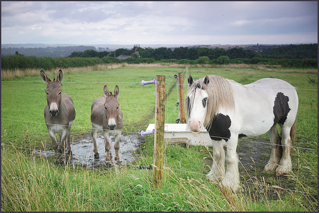 A  ''Happy fence Friday''  to everyone..... from  Dj.....