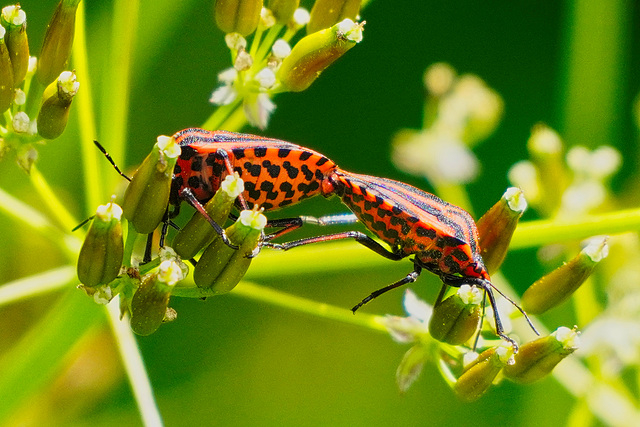 Die Streifenwanzen verpaaren sich - The striped bugs mate