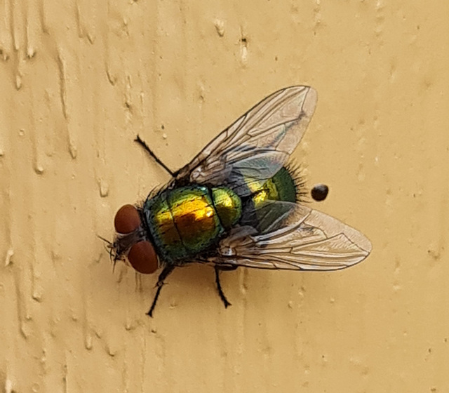 Sleeping fly