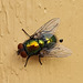 Sleeping fly