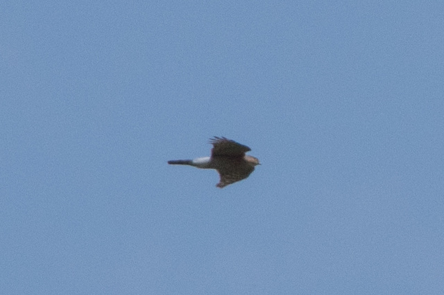 Sparrowhawk
