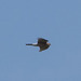 Sparrowhawk