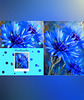 cornflower blue