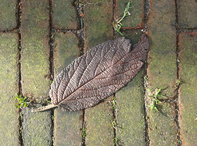 Leaf