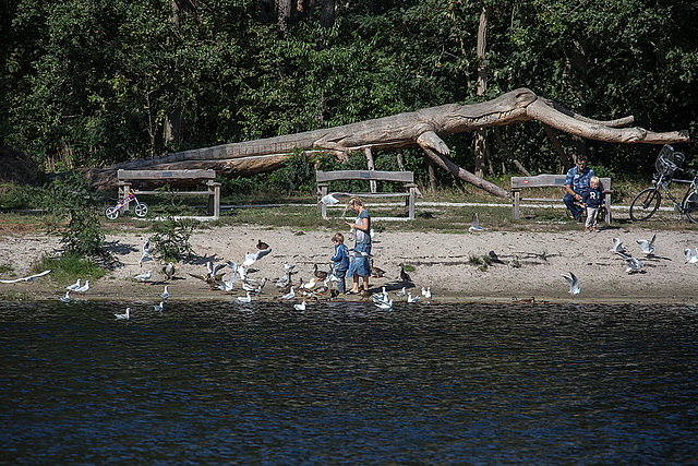 20140911 5208VRAw [NL] Möwen, Enten, Skulptur, Terschelling