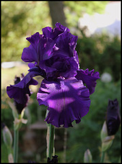 Iris Dusky Challenger (2)