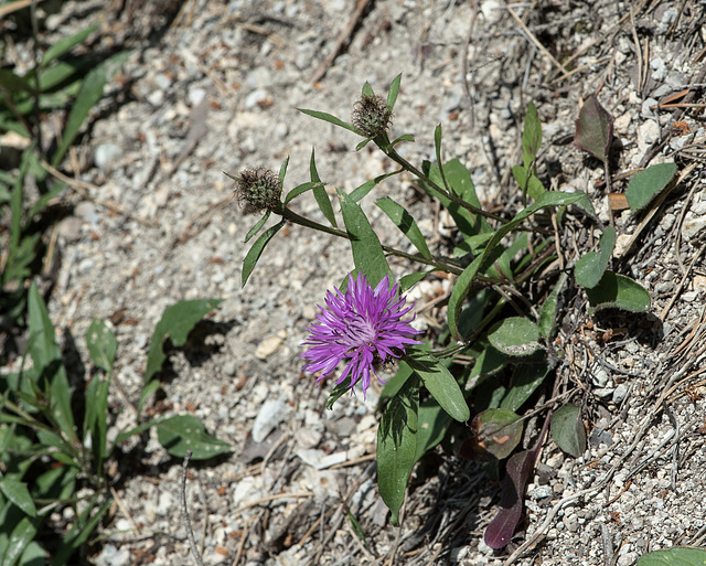 Centaurea spec., Flockenblume - 2015-06-12--D4 DSC2519