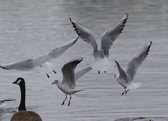 EF7A0698Gulls