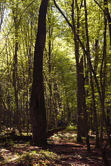 Białowieża Forest