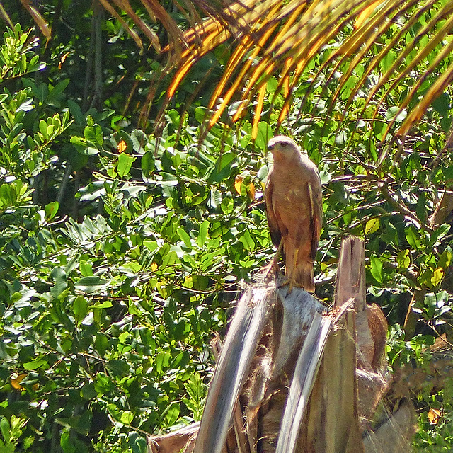Savannah Hawk, Nariva Swamp afternoon