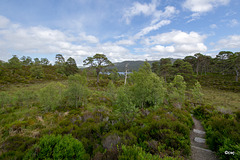 Glen Affric