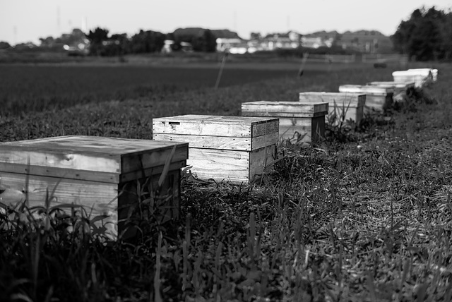 Honey bee boxes