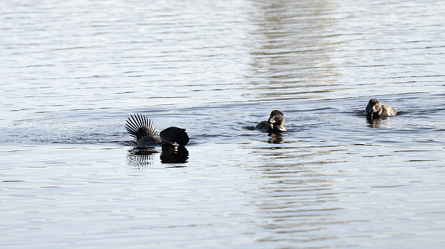 Musk Duck