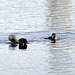 Musk Duck