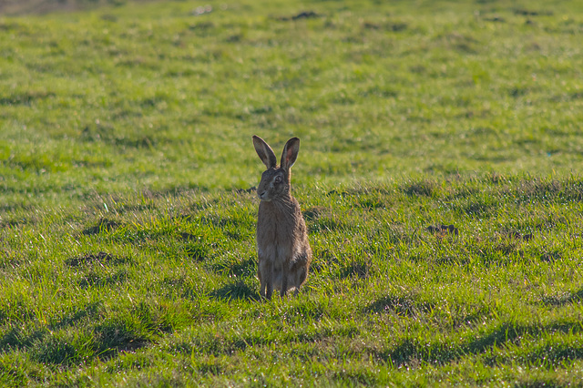 Brown Hare