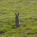 Brown Hare