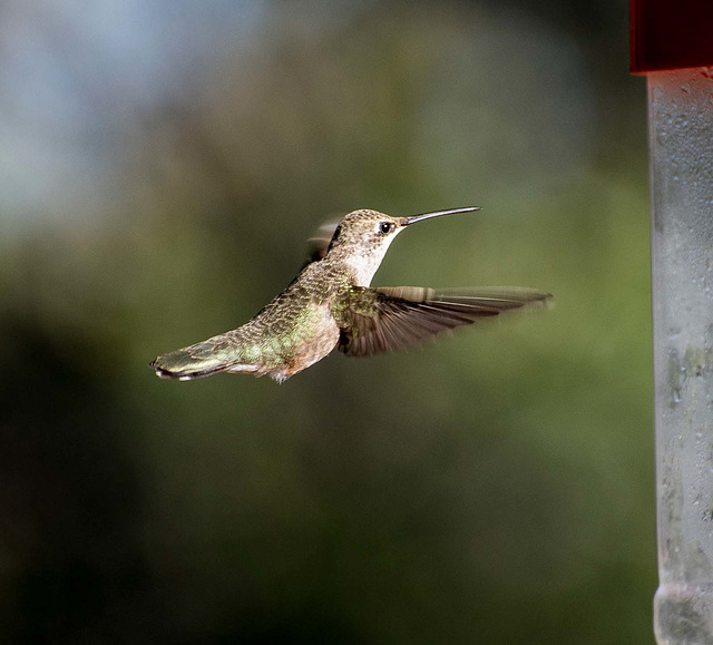 A hovering hummingbird
