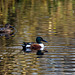 Shoveler duck