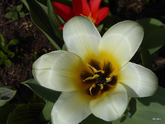 Spring colour