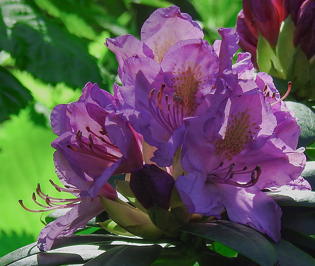 20210524 0245CPw [D~LIP] Rhododendron, UWZ,  Bad Salzuflen