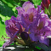 20210524 0245CPw [D~LIP] Rhododendron, UWZ,  Bad Salzuflen