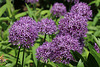 Purple allium