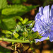 20210927 2932CPw [D~LIP] Gewöhnliche Wegwarte (Cichorium intybus), UWZ, Bad Salzuflen