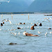 Alaska, Valdez, Seagulls and Sea Lions Catching Salmon in the Bay