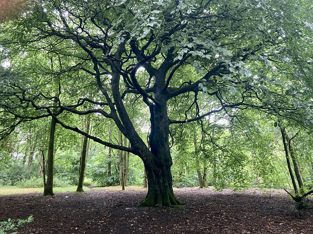 Under the Beech