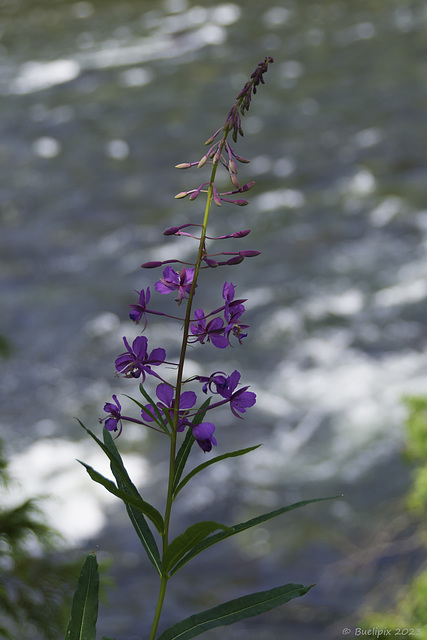 am Murtle River (© Buelipix)