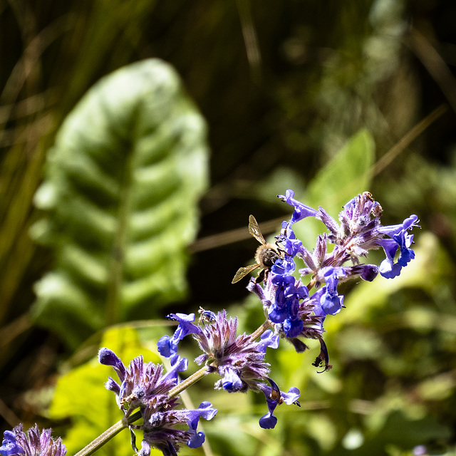 Wildtiere im Garten